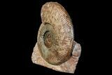 Toarcian Ammonite (Hammatoceras) Fossil - France #177611-1